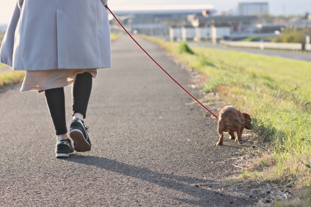 海老名市　巻き爪　散歩