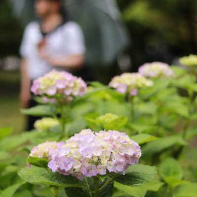 相模原市橋本　巻き爪　雨