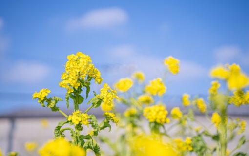 平塚市　巻き爪　菜の花