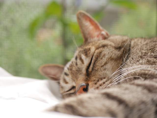 小田原市　巻き爪　猫