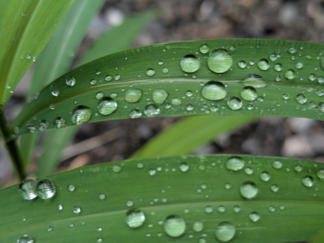 相模大野　巻き爪　雨