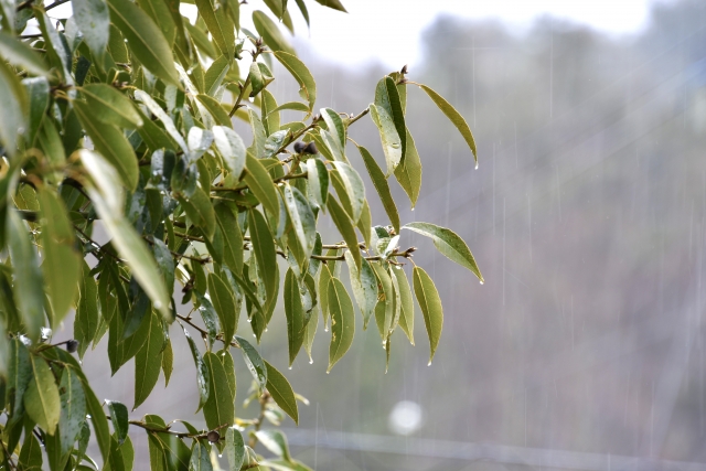 逗子市　巻き爪　雨