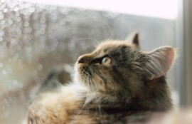 逗子市　巻き爪　雨　猫